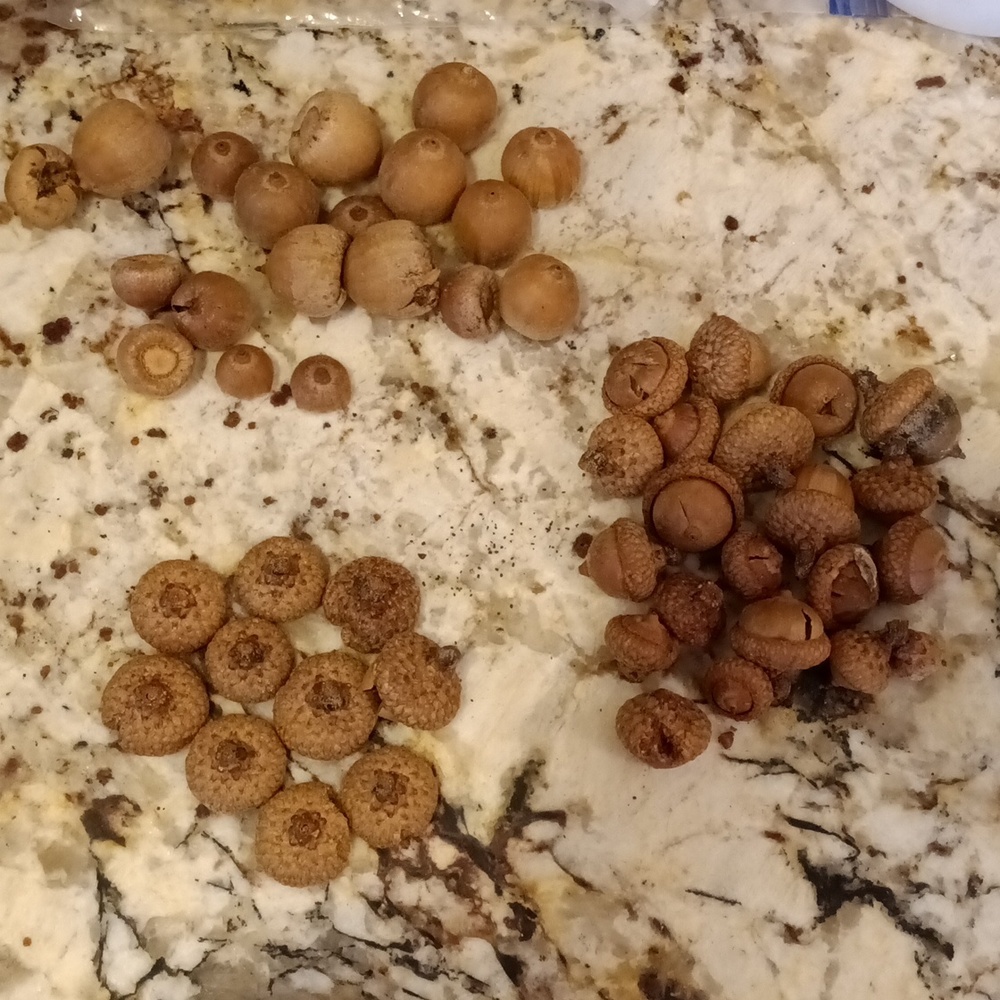 Acorns For Crafting